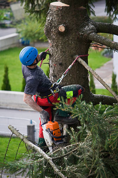 Best Lawn Disease Treatment  in Hot Springs, SD