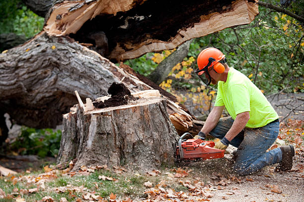 Best Tree and Shrub Care  in Hot Springs, SD